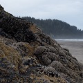 Neskowin Beach 2026-04-19