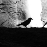 Silver Falls Crow